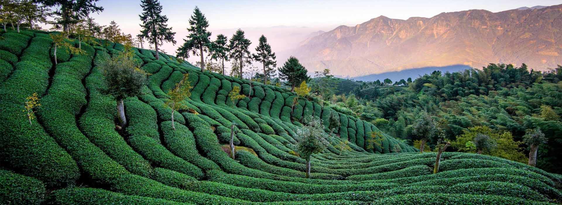 Darjeeling Nature Escape – 3 Days & 2 Nights