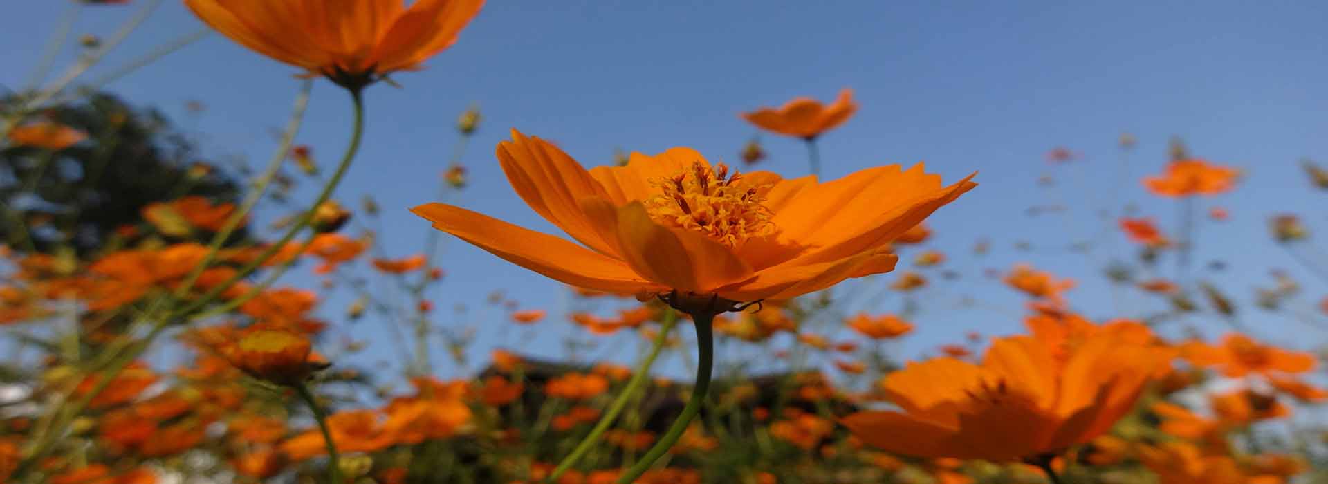 Meghalaya Emerald Trails