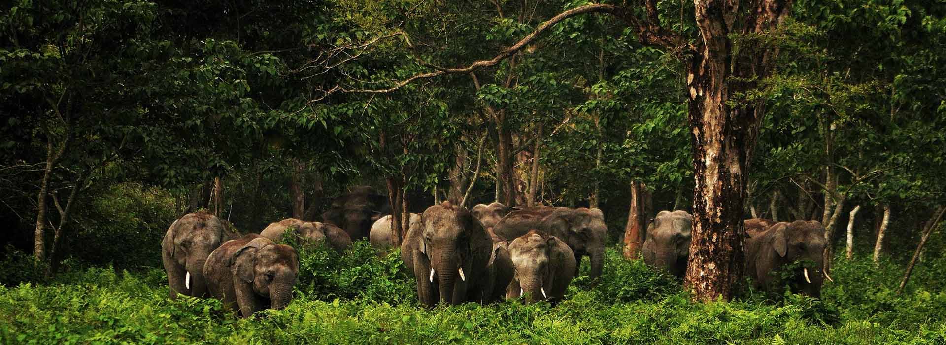 Dooars Package Tour 2 night 3 Days