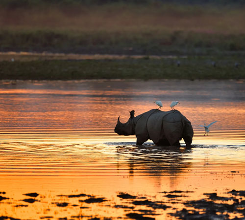 Sights of Assam Kaziranga